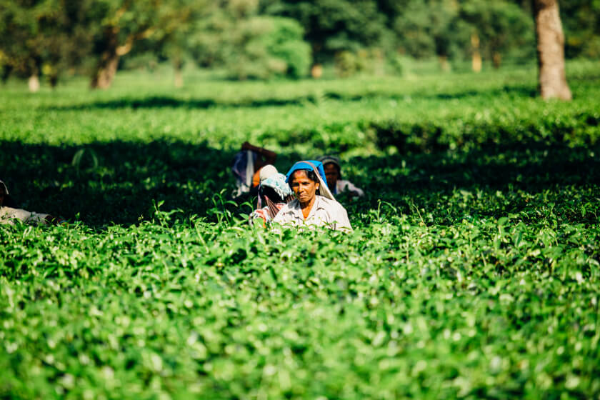 Conducting a farmer behavior study for a fertilizer player